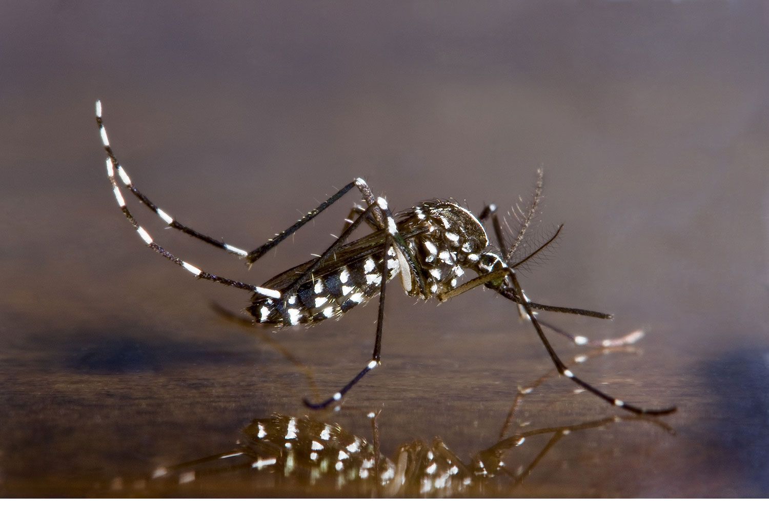 Aedes albopictus Asian tiger mosquito