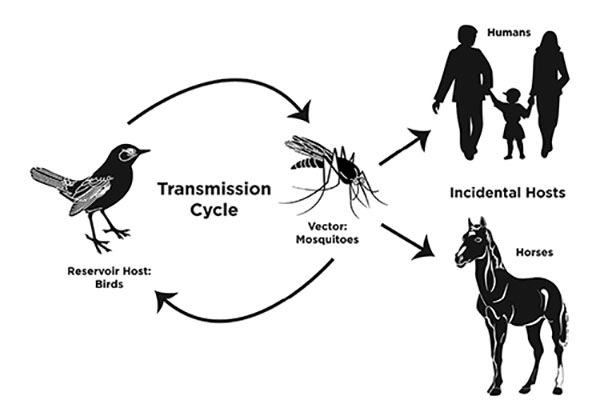 Mosquito associated with eastern equine encephalitis virus