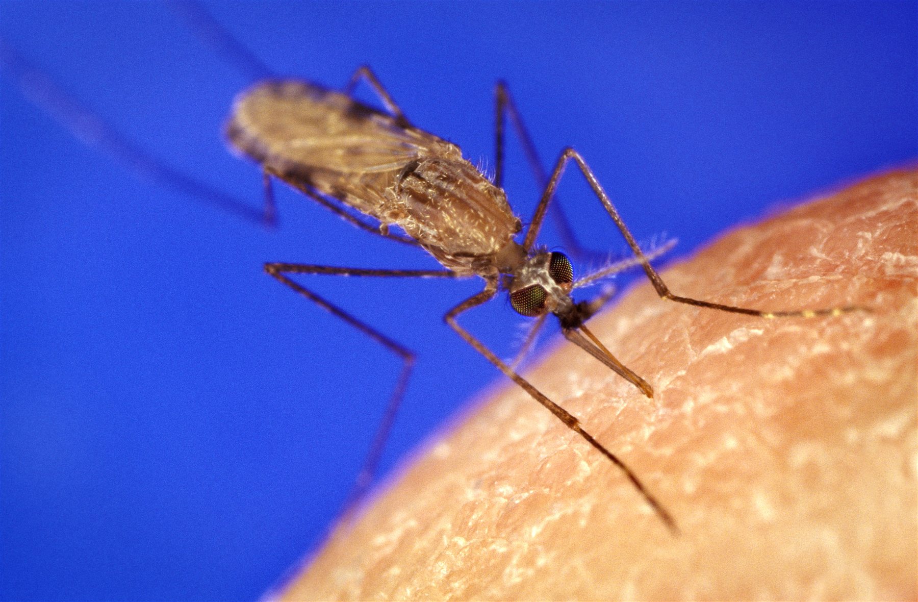 Anopheles mosquito associated with malaria transmission