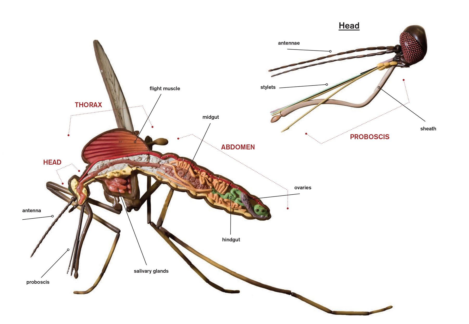 Labeled illustration of mosquito anatomy