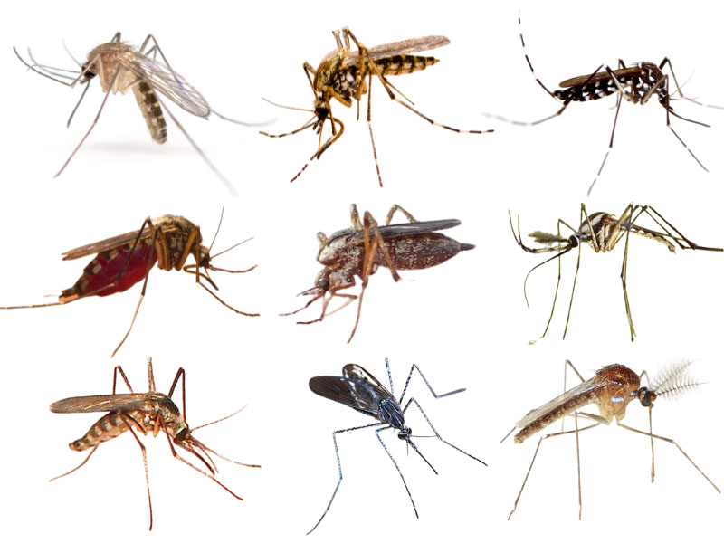 Common mosquito species and groups found in Texas