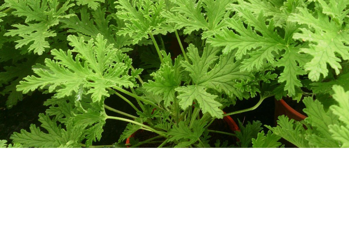 Outdoor mosquito-repellent methods