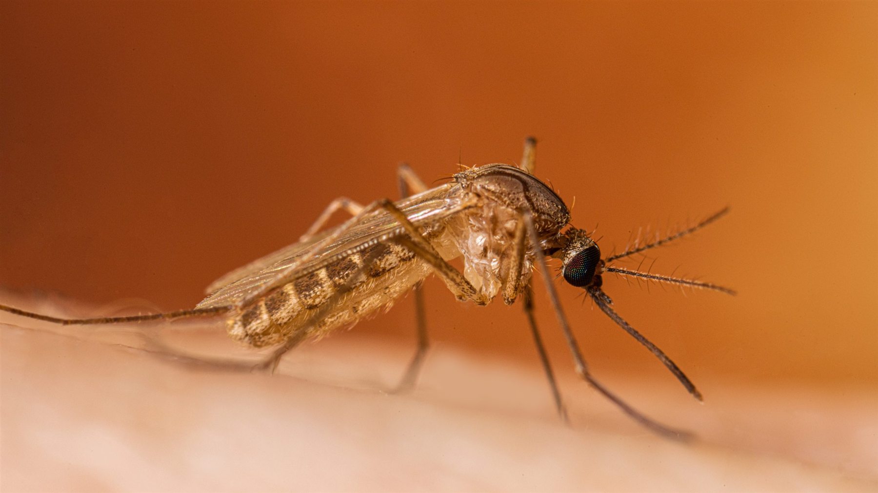 Close-up of a Culex mosquito