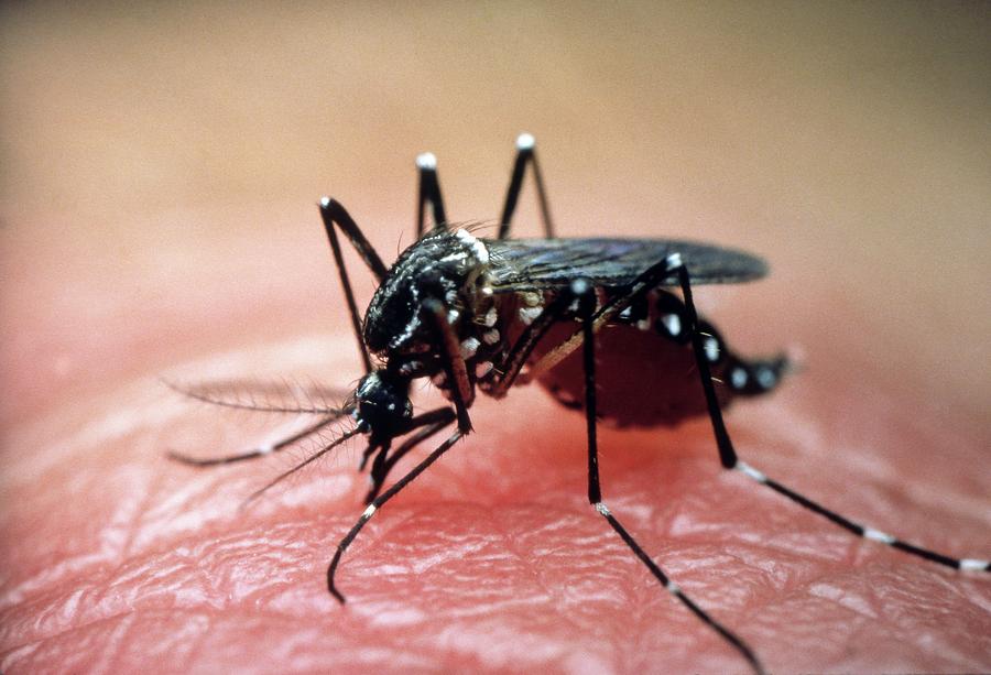 Aedes aegypti yellow fever mosquito