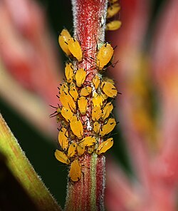 Aphids on a plant stem