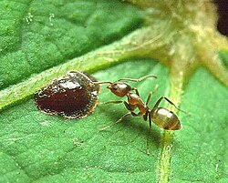 Argentine ants trailing