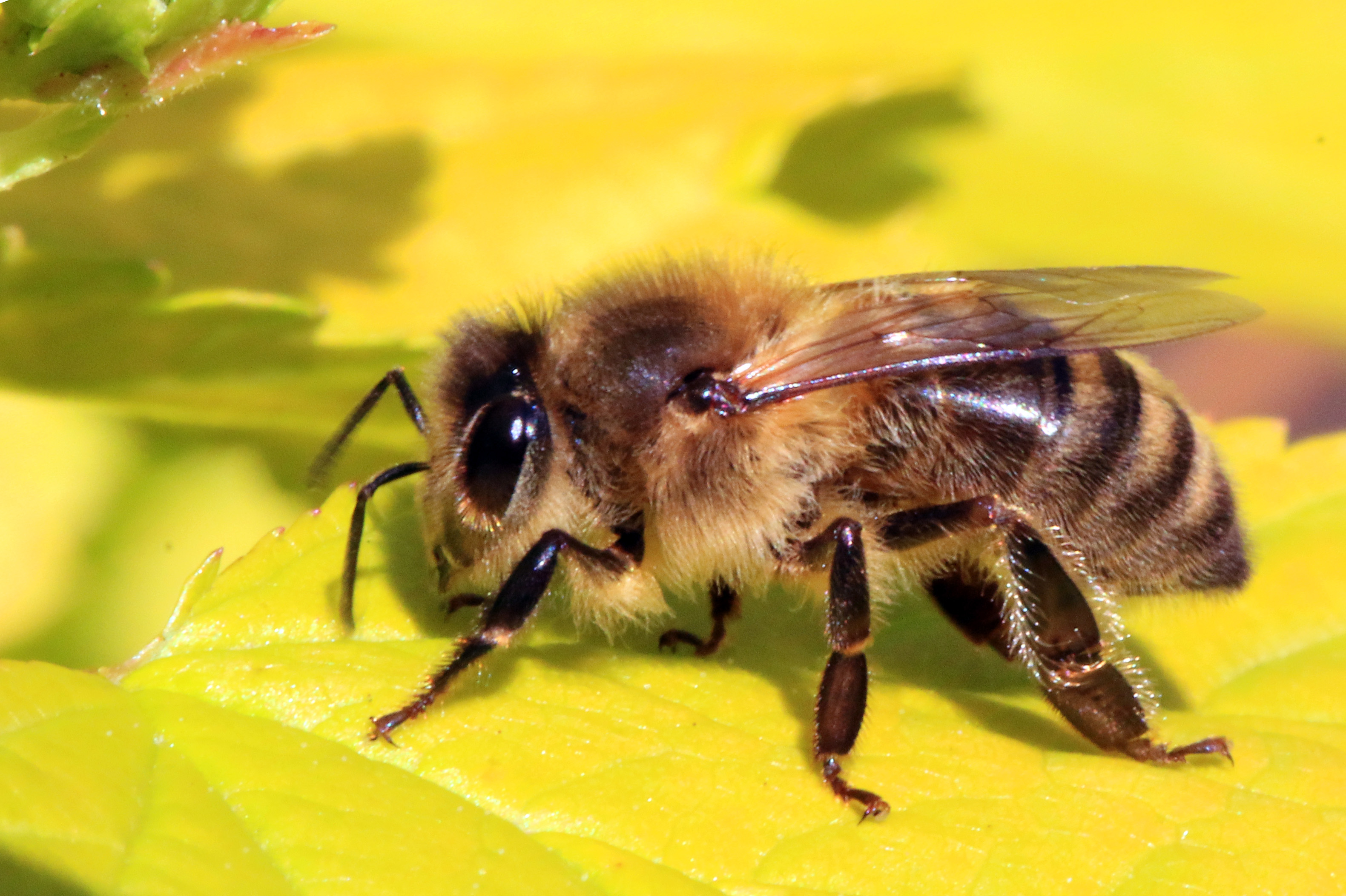 Honey bee on a flower
