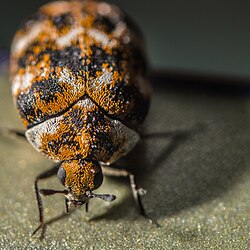 Carpet beetle and larva