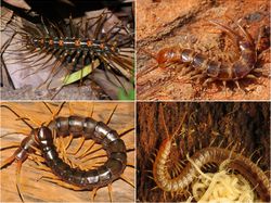 Centipede