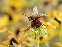 Cicada killer wasp