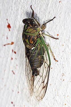 Cicada on a tree
