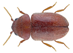 Cigarette beetle