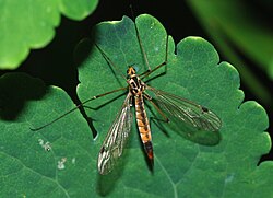 Crane fly