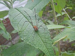 Daddy long legs (harvestman)