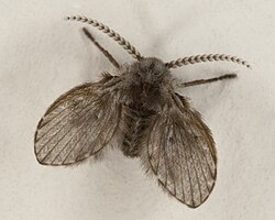 Drain fly