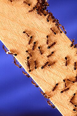 Red imported fire ants