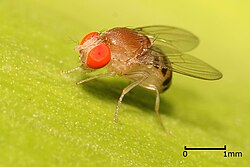 Fruit fly