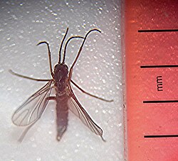 Fungus gnat on a leaf