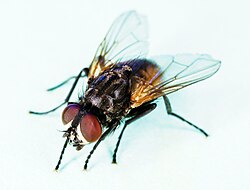 House fly