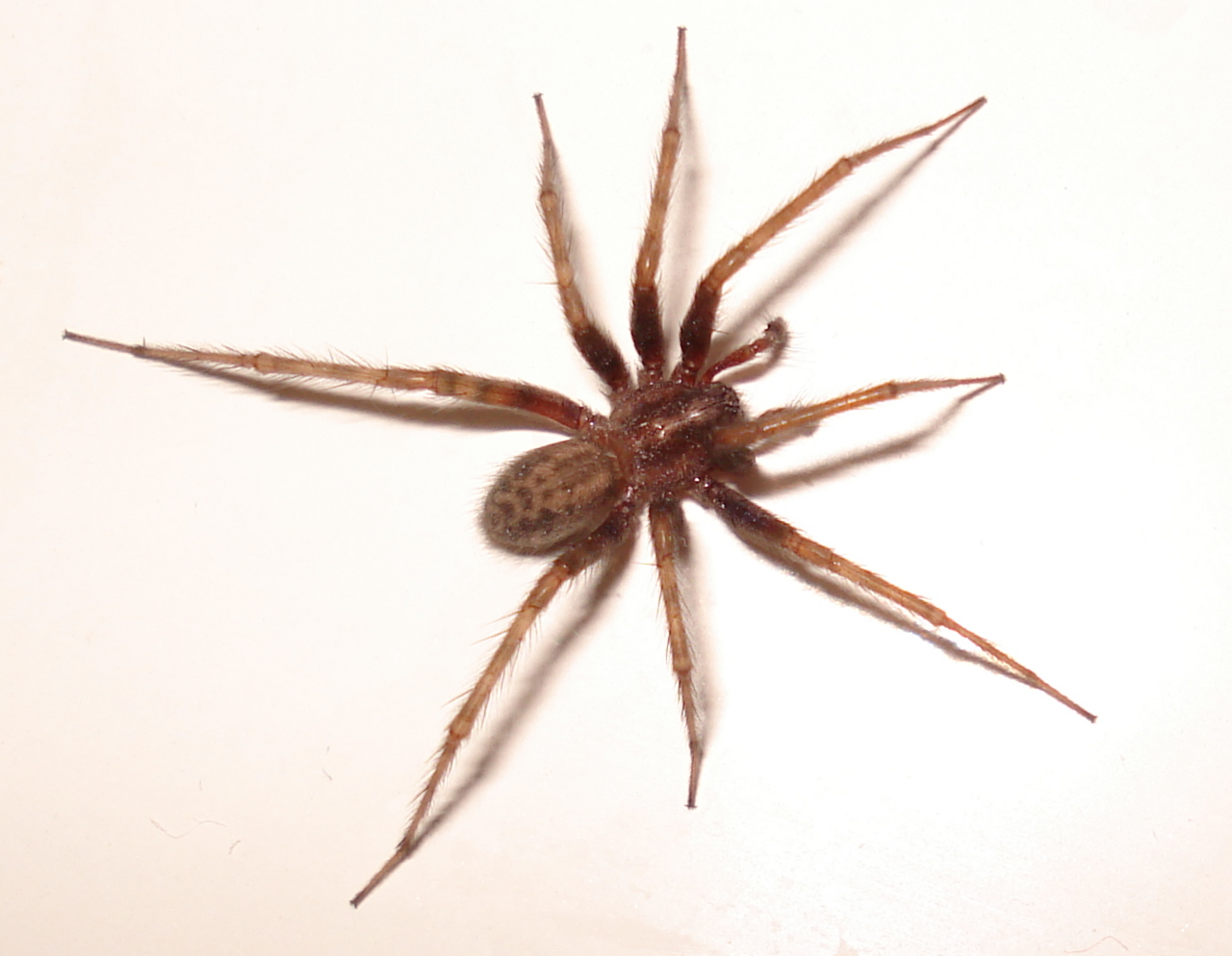 Common house spider