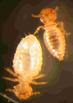 Lice information