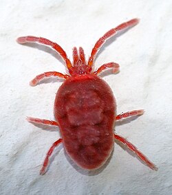 Tiny mites on a windowsill
