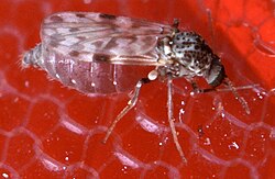 No-see-um biting midge
