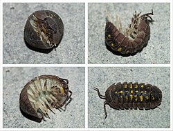 Pill bug (roly-poly)