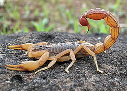 Striped bark scorpion