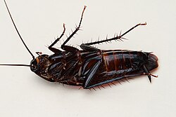 Smokybrown cockroach