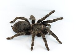 Texas brown tarantula