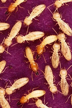 Subterranean termites and mud tubes