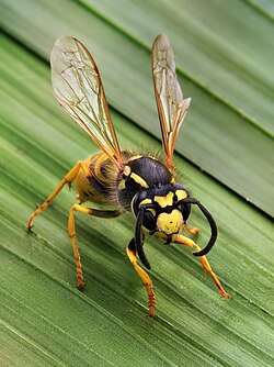Paper wasp and nest