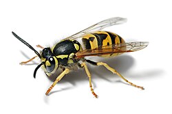 Yellow jacket